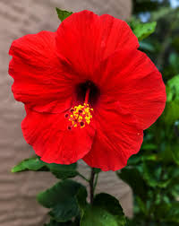 hibiscoo