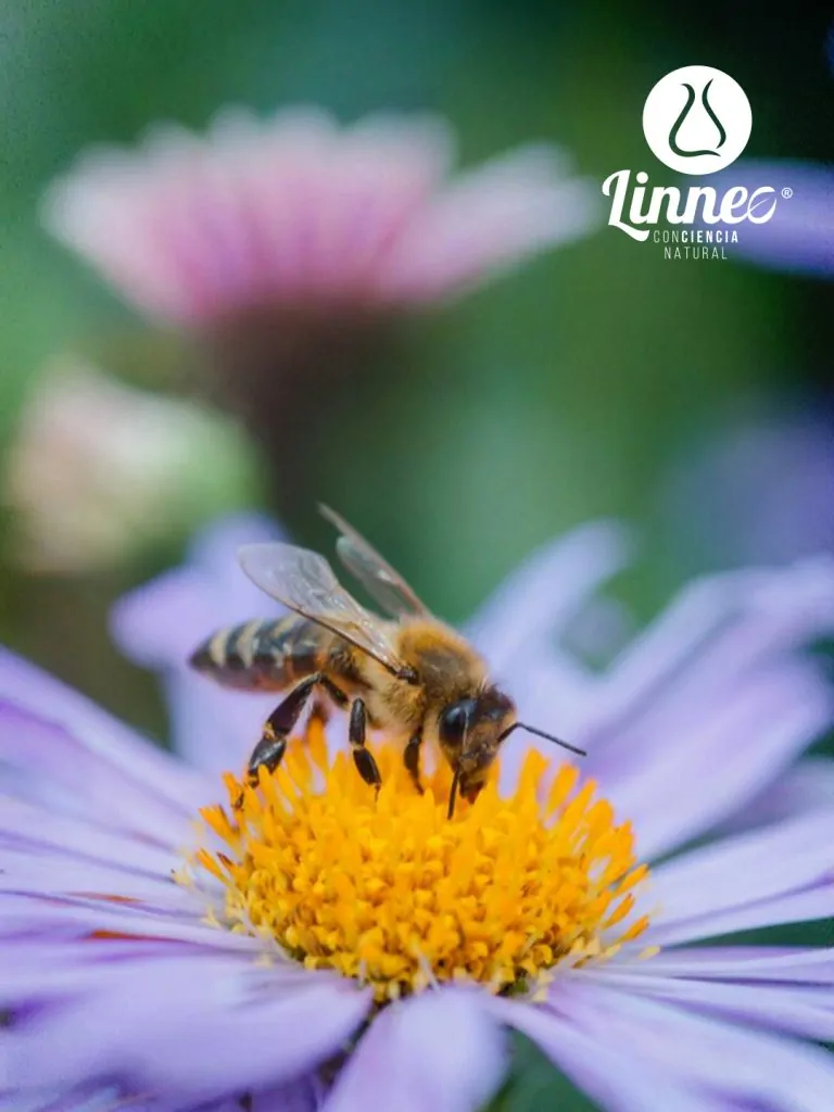 LINNEO_MATERIAL_FLORES